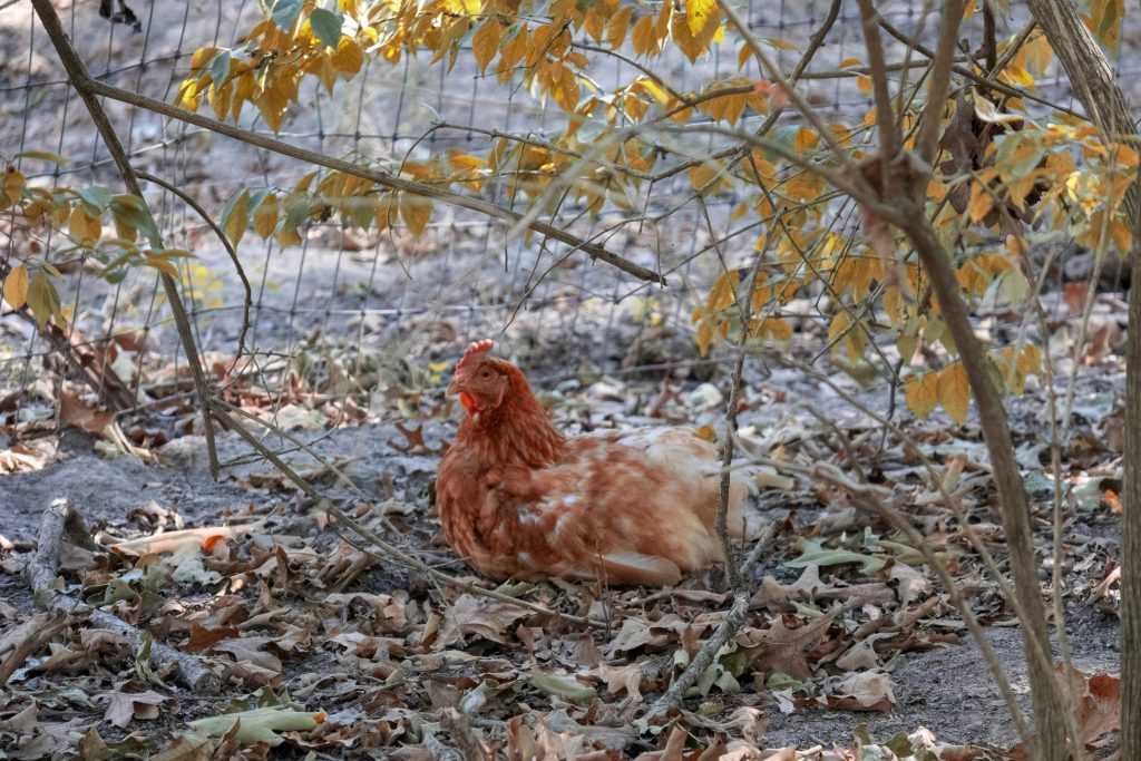 7 astuces pour empêcher votre enclos de devenir boueux
