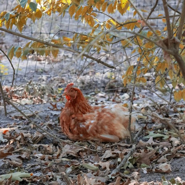 7 astuces pour empêcher votre enclos de devenir boueux