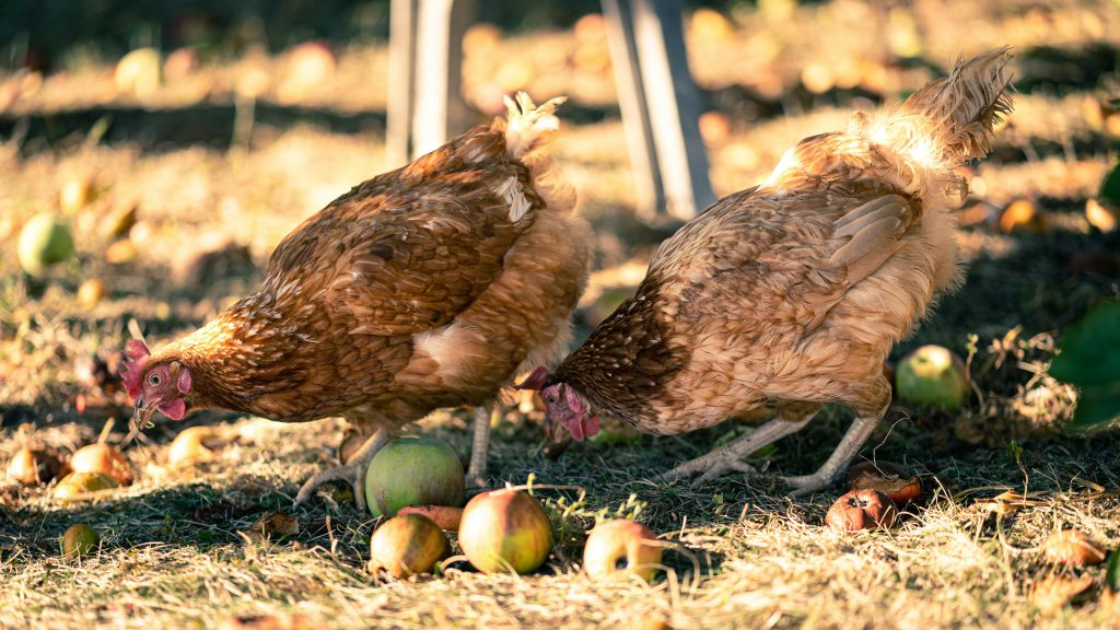 avoir-un-poulailler-dans-son-jardin-que-dit-la-loi