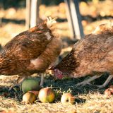 avoir-un-poulailler-dans-son-jardin-que-dit-la-loi