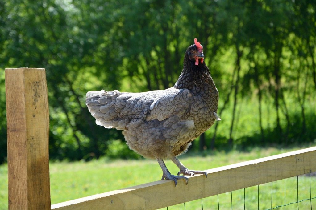 botulisme-aviaire-causes-et-symptomes