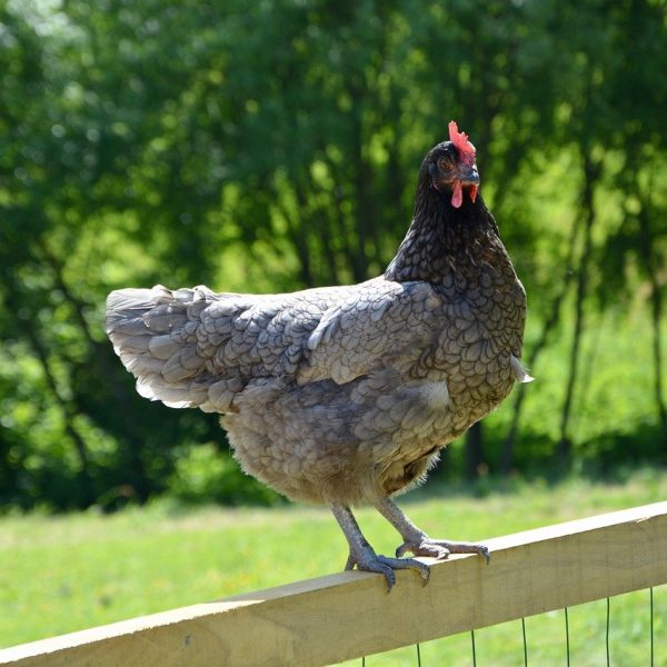 botulisme-aviaire-causes-et-symptomes