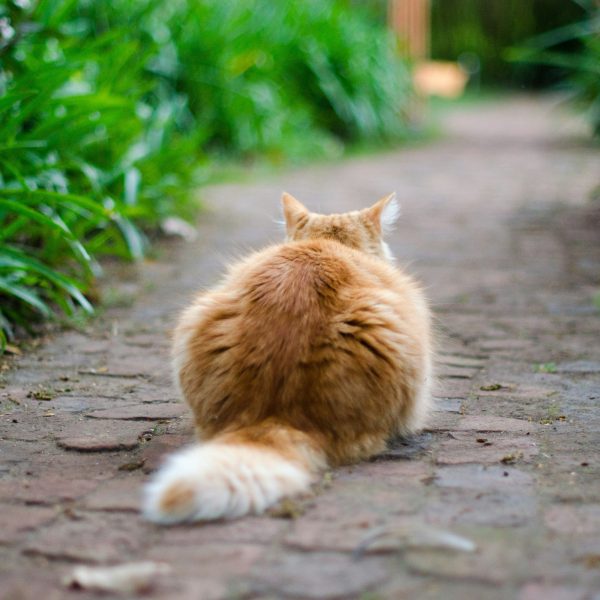 chats-et-poulailler-comment-les-eloigner