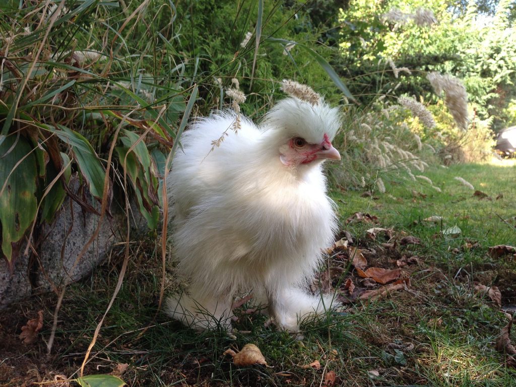 choisir-une-poule-naine