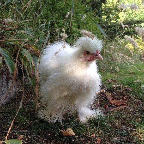 choisir-une-poule-naine