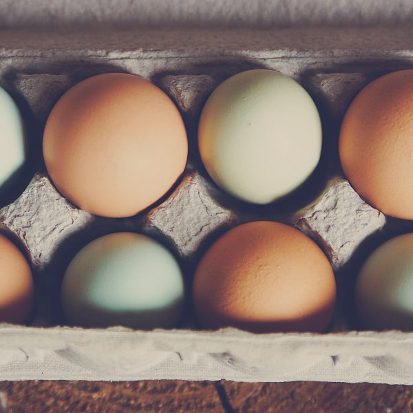 comment-avoir-de-beaux-oeufs-avec-vos-poules