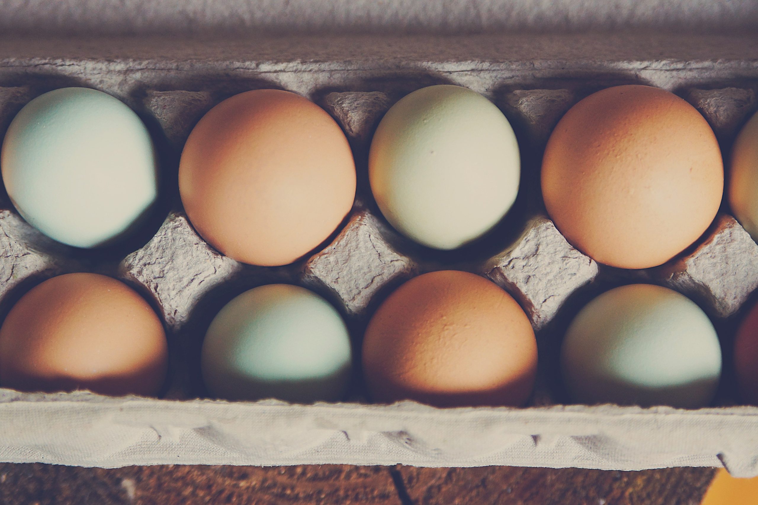 comment-avoir-de-beaux-oeufs-avec-vos-poules