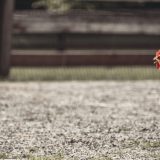 comment-savoir-si-mes-poules-ont-des-vers