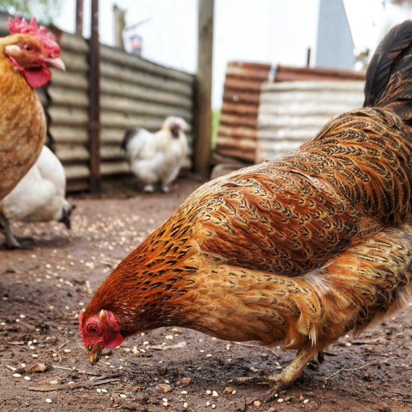 comprendre-le-langage-et-le-comportement-des-poules