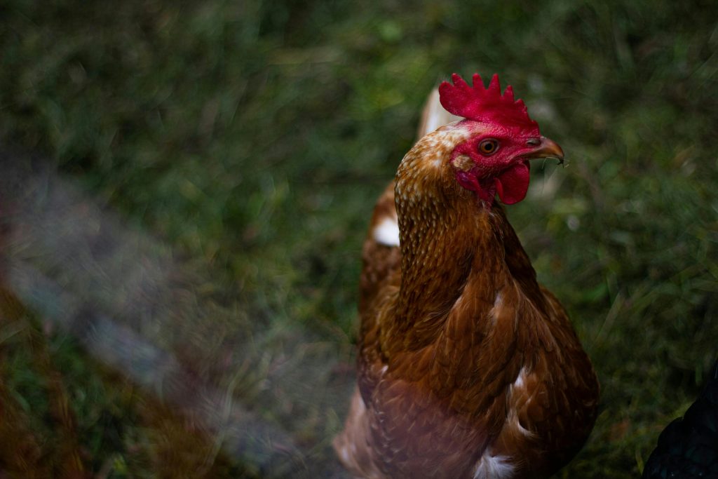 creer-un-parcours-pour-vos-poules