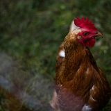 creer-un-parcours-pour-vos-poules