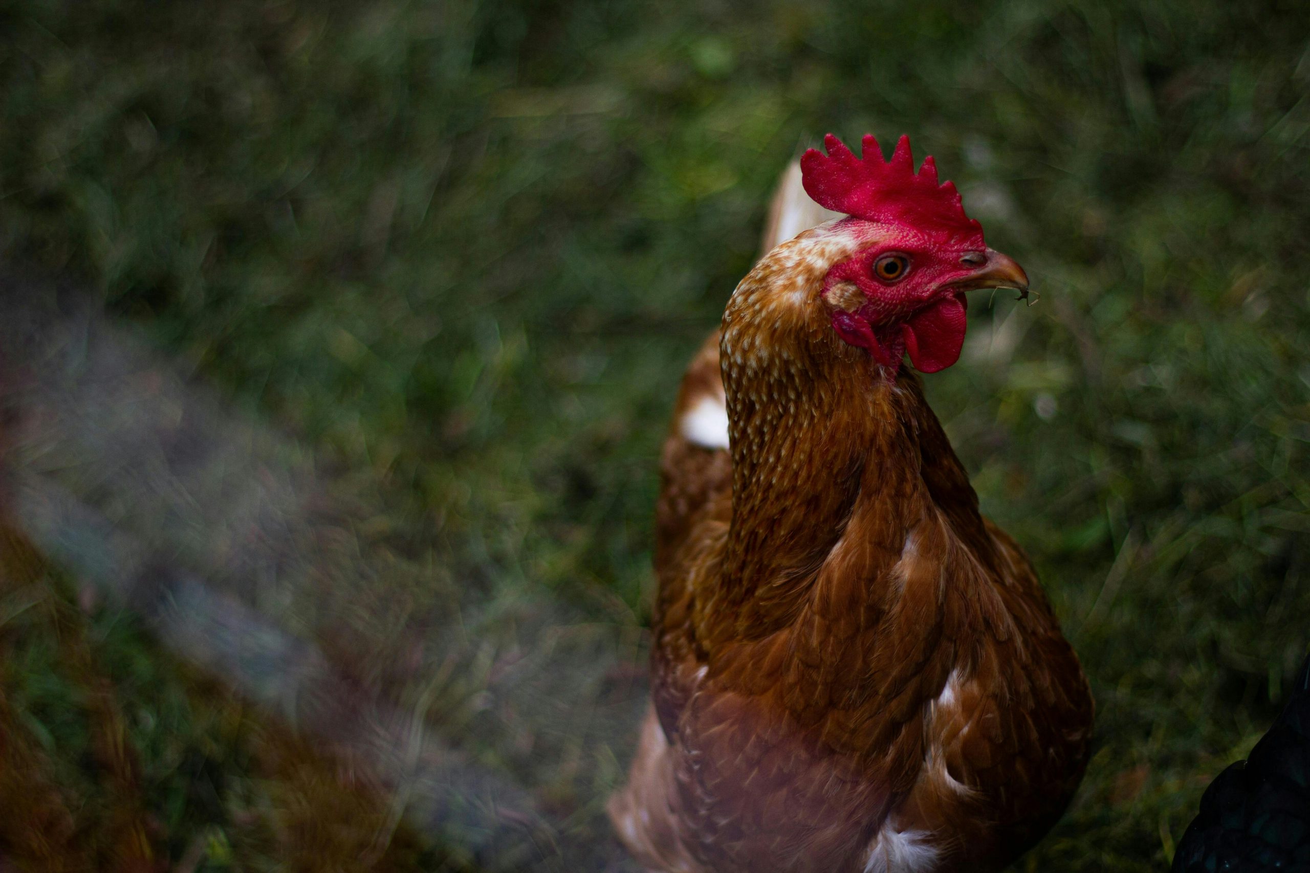 creer-un-parcours-pour-vos-poules