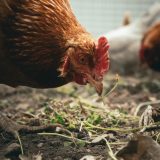 des-poules-pour-recycler-les-dechets