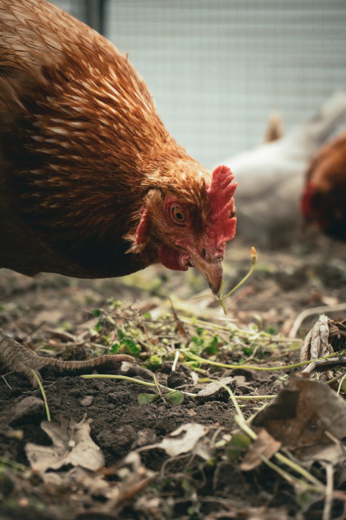des-poules-pour-recycler-les-dechets