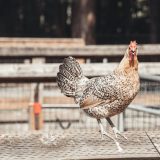 est-ce-normal-si-mes-poules-se-grattent