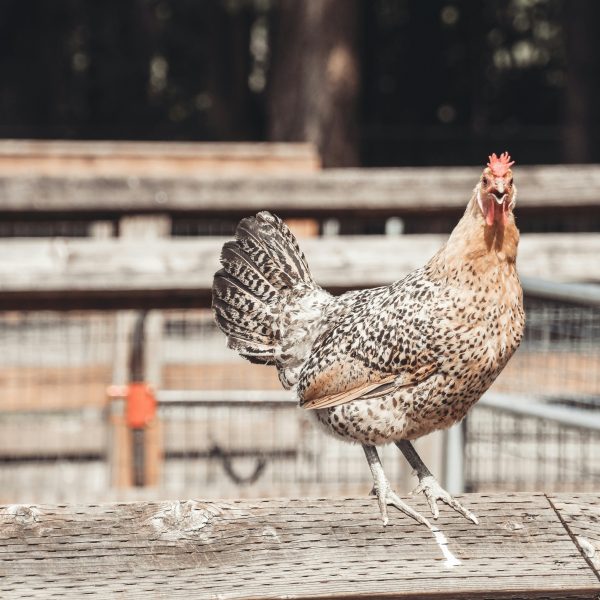 est-ce-normal-si-mes-poules-se-grattent