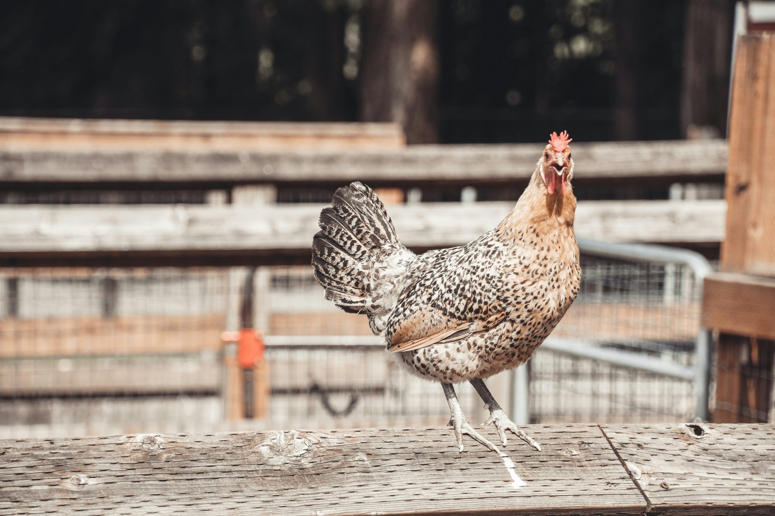 est-ce-normal-si-mes-poules-se-grattent