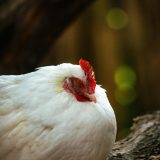 froid-et-poules-comment-les-proteger-cet-hiver