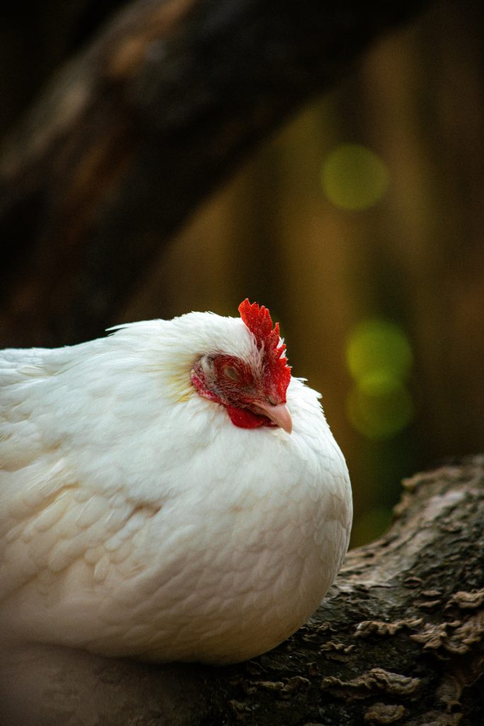 froid-et-poules-comment-les-proteger-cet-hiver