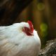 Gale des pattes : la reconnaître et la soigner - Poulorama - tout sur ...