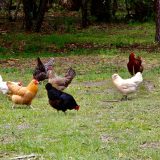 gale-des-pattes-la-reconnaitre-et-la-soigner