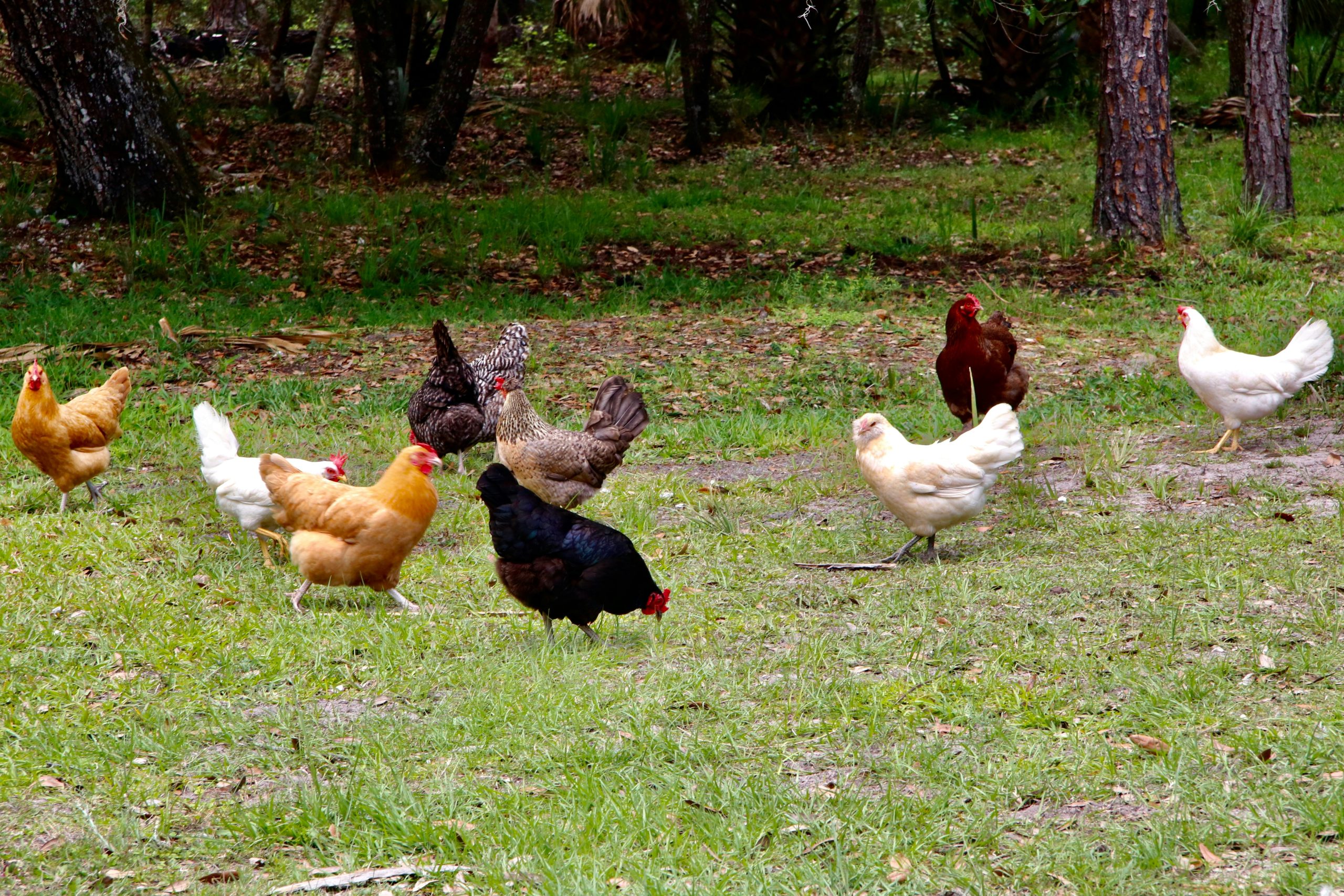 gale-des-pattes-la-reconnaitre-et-la-soigner