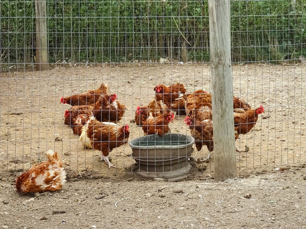 influenza-aviaire-ce-que-vous-devez-savoir