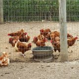 influenza-aviaire-ce-que-vous-devez-savoir