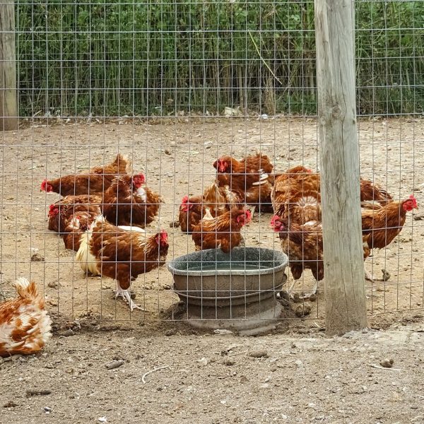 influenza-aviaire-ce-que-vous-devez-savoir