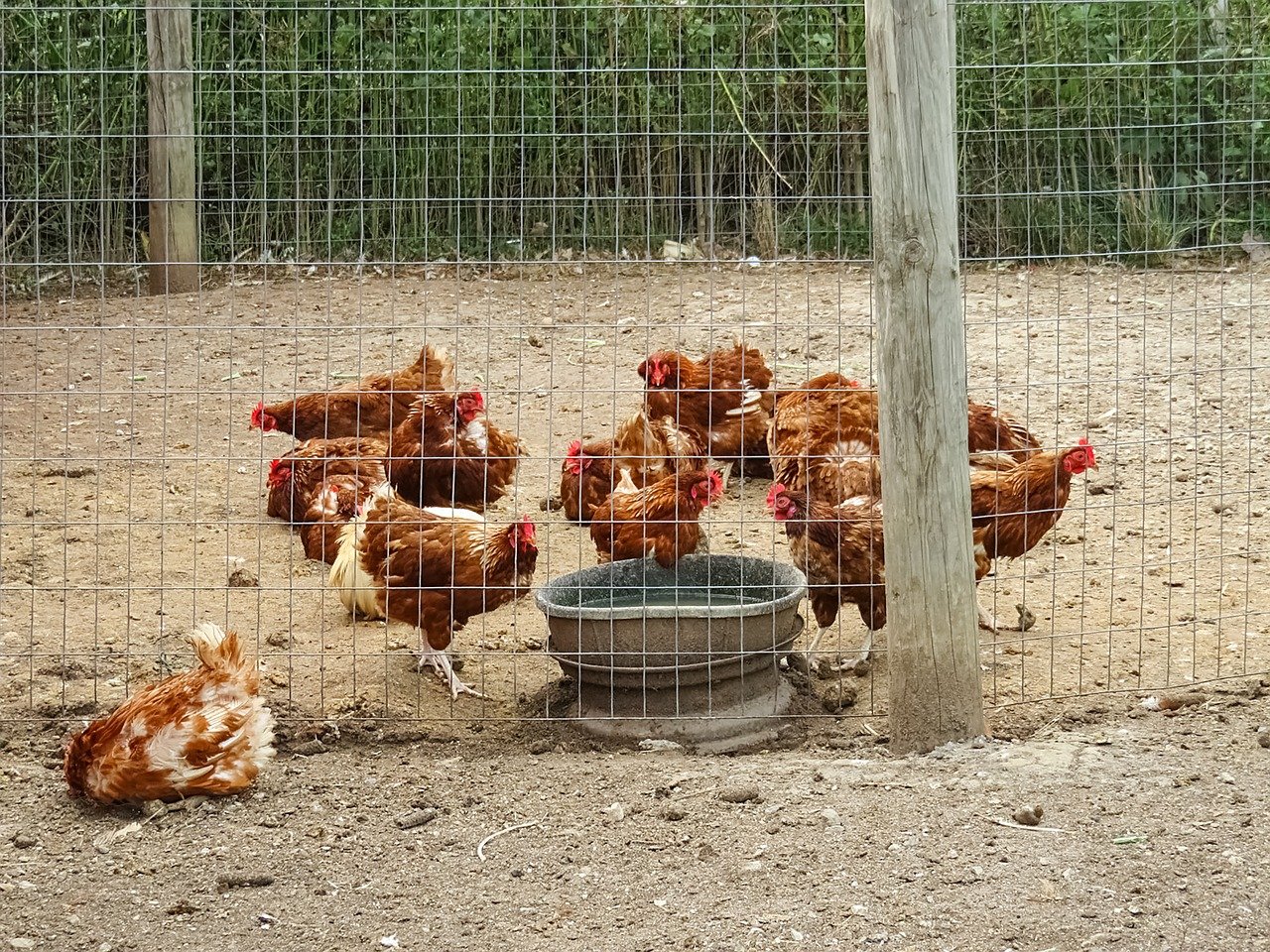 influenza-aviaire-ce-que-vous-devez-savoir