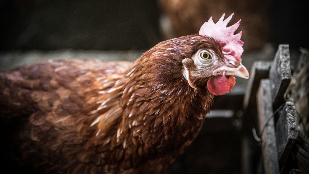 la-coccidiose-chez-les-poules