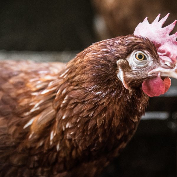 la-coccidiose-chez-les-poules