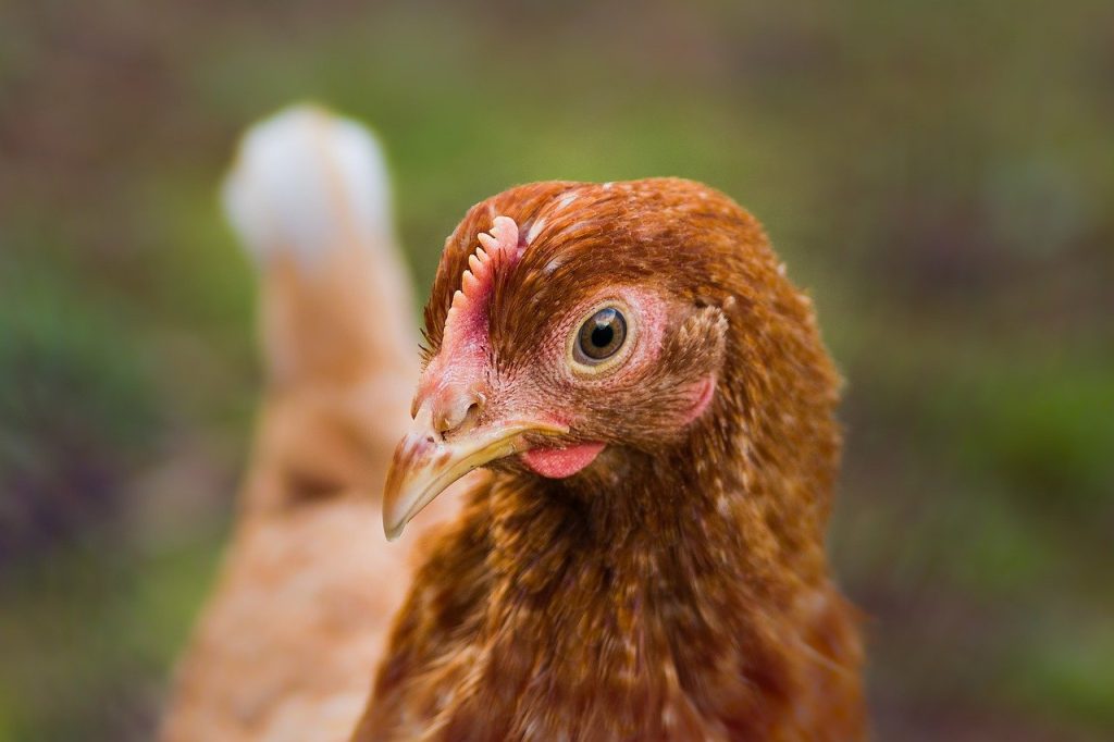 la-gale-de-la-face-chez-les-poules