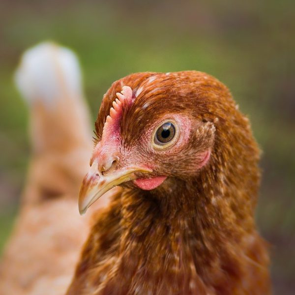 la-gale-de-la-face-chez-les-poules