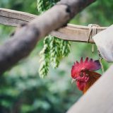 la-gale-deplumante-chez-les-poules