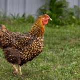 la-maladie-de-gumboro-symptomes-et-prevention