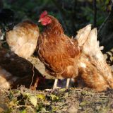 la-maladie-de-marek-symptomes-et-prevention