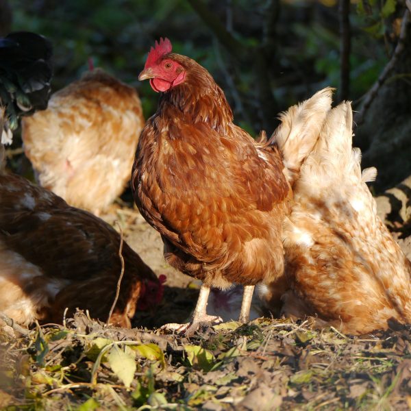 la-maladie-de-marek-symptomes-et-prevention