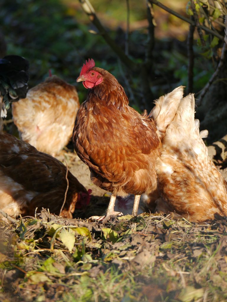 la-maladie-de-marek-symptomes-et-prevention