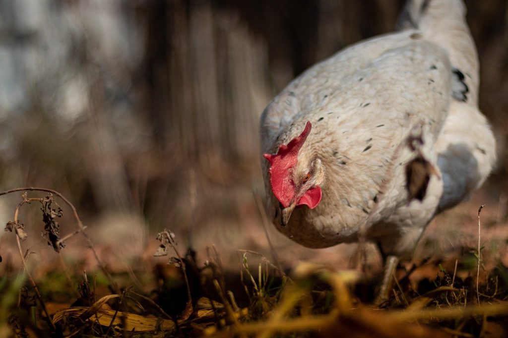 la-tuberculose-aviaire-comprendre-detecter-et-prevenir