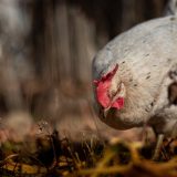 la-tuberculose-aviaire-comprendre-detecter-et-prevenir