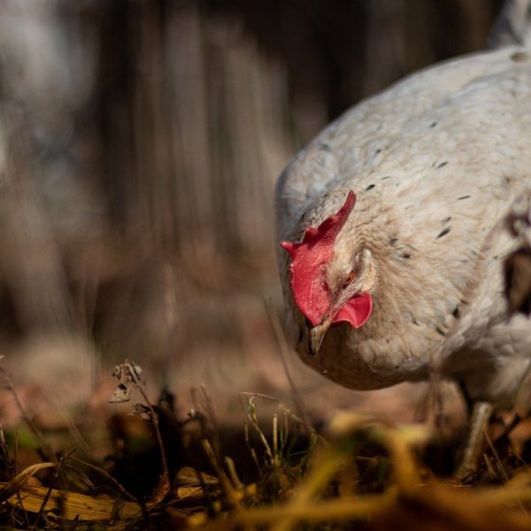 la-tuberculose-aviaire-comprendre-detecter-et-prevenir