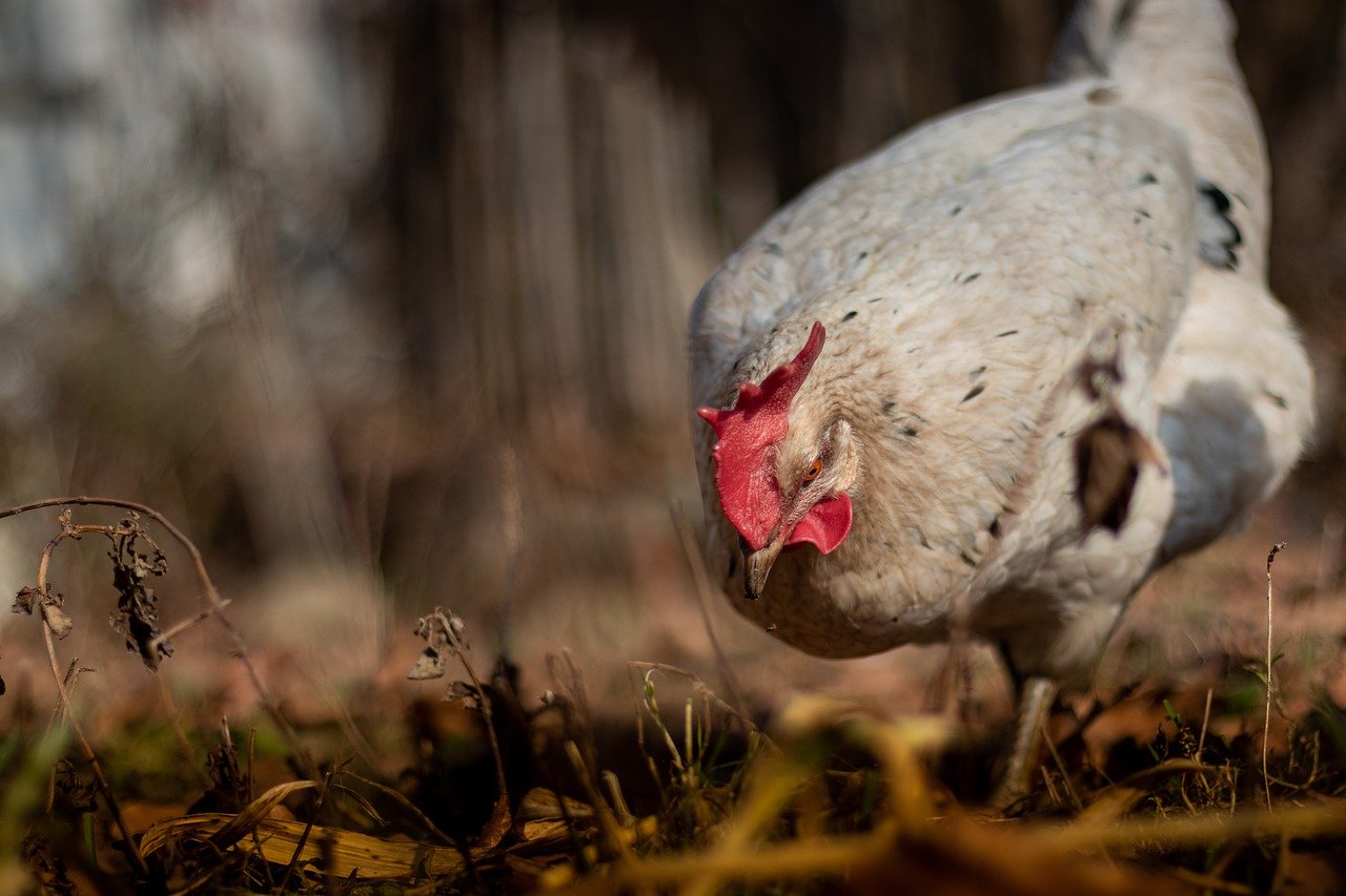 la-tuberculose-aviaire-comprendre-detecter-et-prevenir