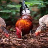 les-doigts-tordus-deformations-des-pattes