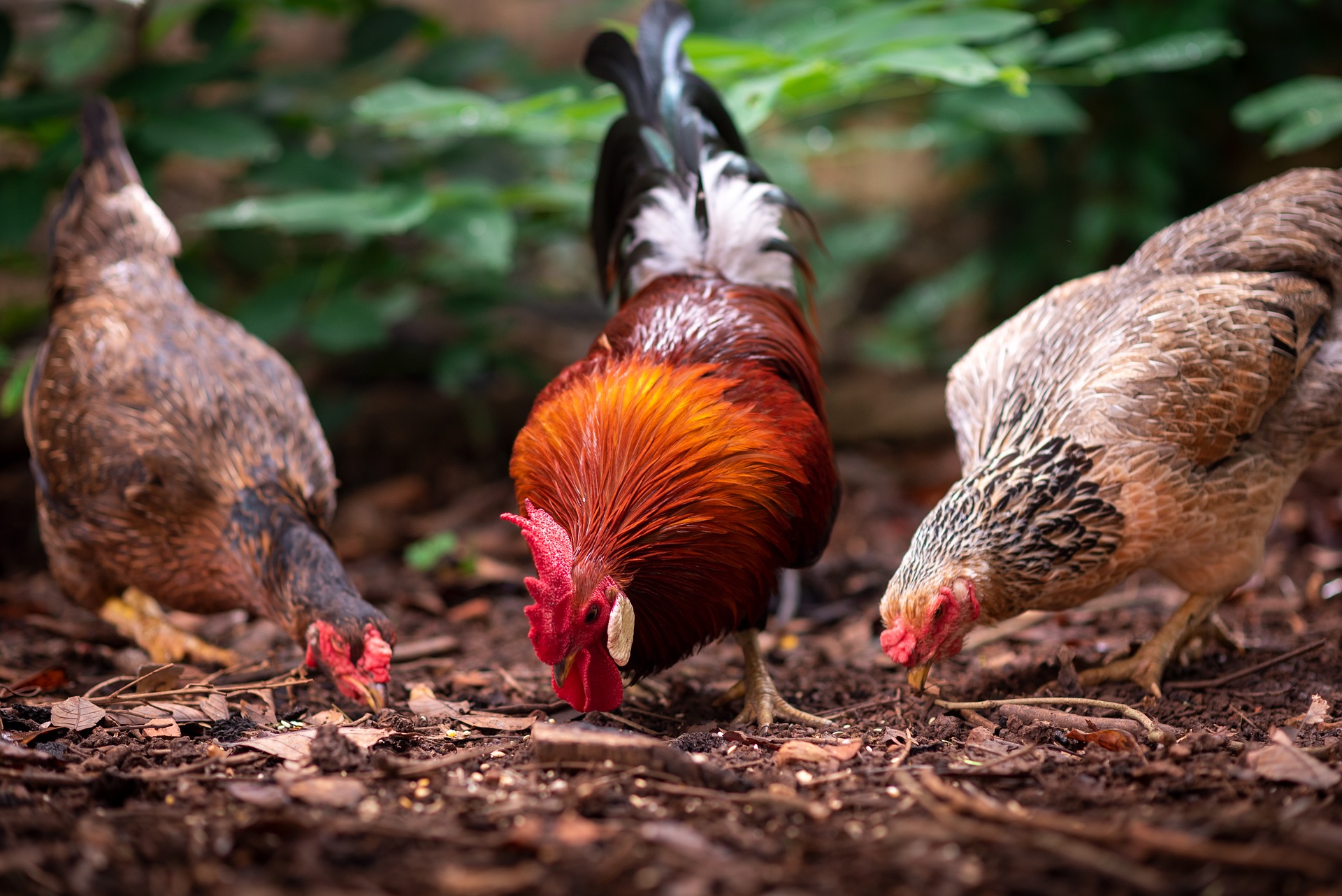 les-doigts-tordus-deformations-des-pattes