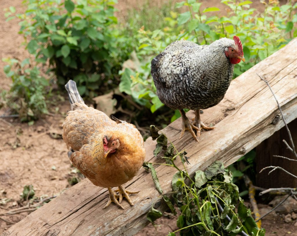 les-maladies-bacteriennes-des-poules