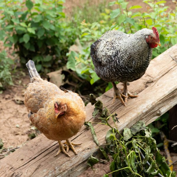 les-maladies-bacteriennes-des-poules