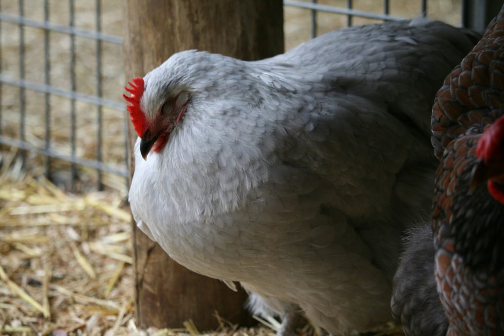 les-maladies-virales-des-poules