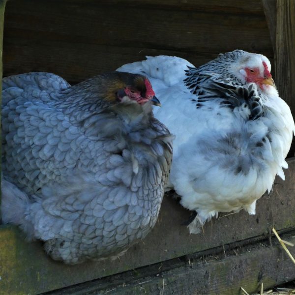 pour prévenir et traiter les vers chez les poules : astuces d'hygiène, conseils de vermifugation et bien-être de la basse-cour