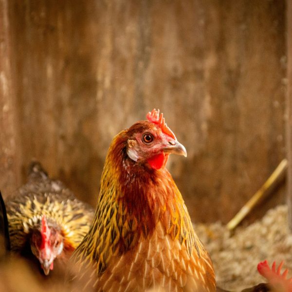 lutter-contre-humidite-au-poulailler